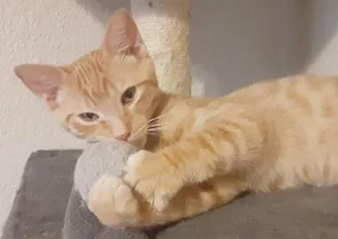 A baby medium-sized male Tabby (Orange / Red) Domestic Short Hair cat named Sinatra for adoption in North Highlands, CA