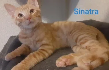 Sinatra thumbnail 2
