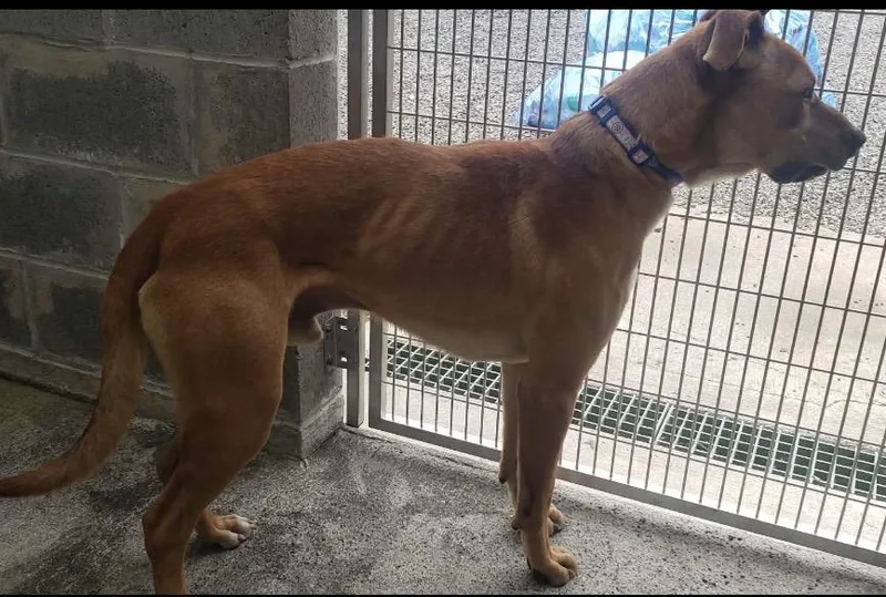 A young medium-sized male Pit Bull Terrier dog named Hank for adoption in Tillamook, OR