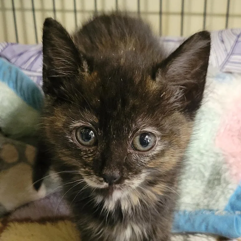 A baby small-sized female Domestic Short Hair cat named Scarlett for adoption in Allyn, WA