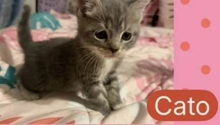A baby small-sized male Gray / Blue / Silver Domestic Short Hair cat named Cato for adoption in Dutton, VA