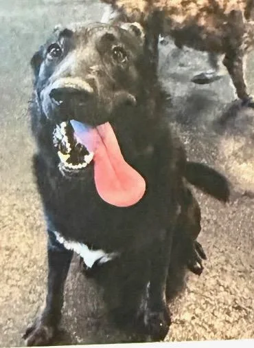 An adult large-sized male Black German Shepherd Dog dog named Noah for adoption in Grand Terrace, CA