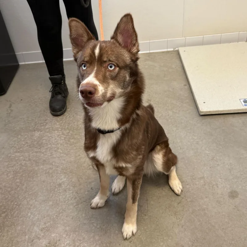 An adult medium-sized male Brown / Chocolate Husky dog named Squeegee for adoption in Rifle, CO