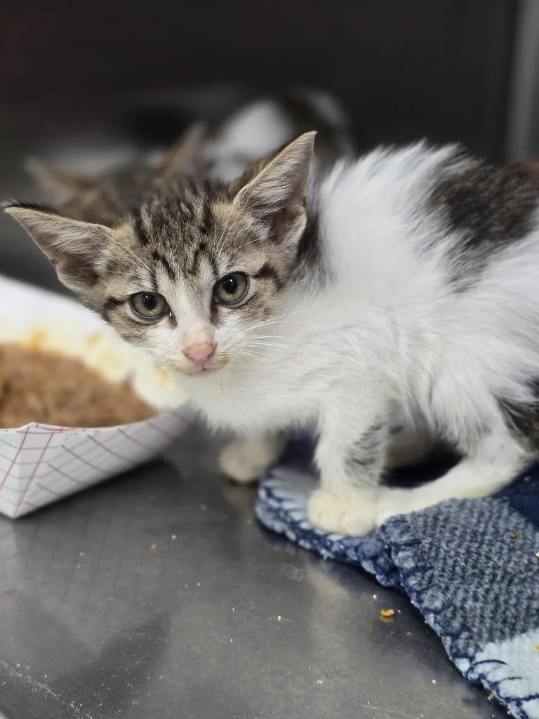 A baby medium-sized male Domestic Short Hair cat named Sheldon for adoption in Danielsville, GA