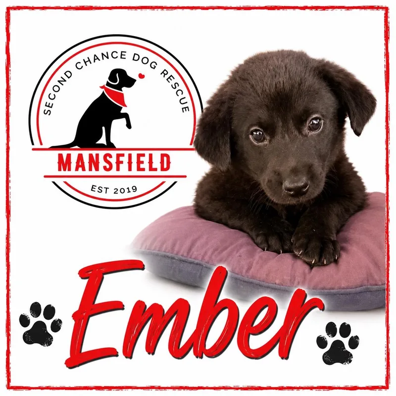 A baby medium-sized female Black Australian Cattle Dog / Blue Heeler dog named Ember for adoption in Mansfield, TX