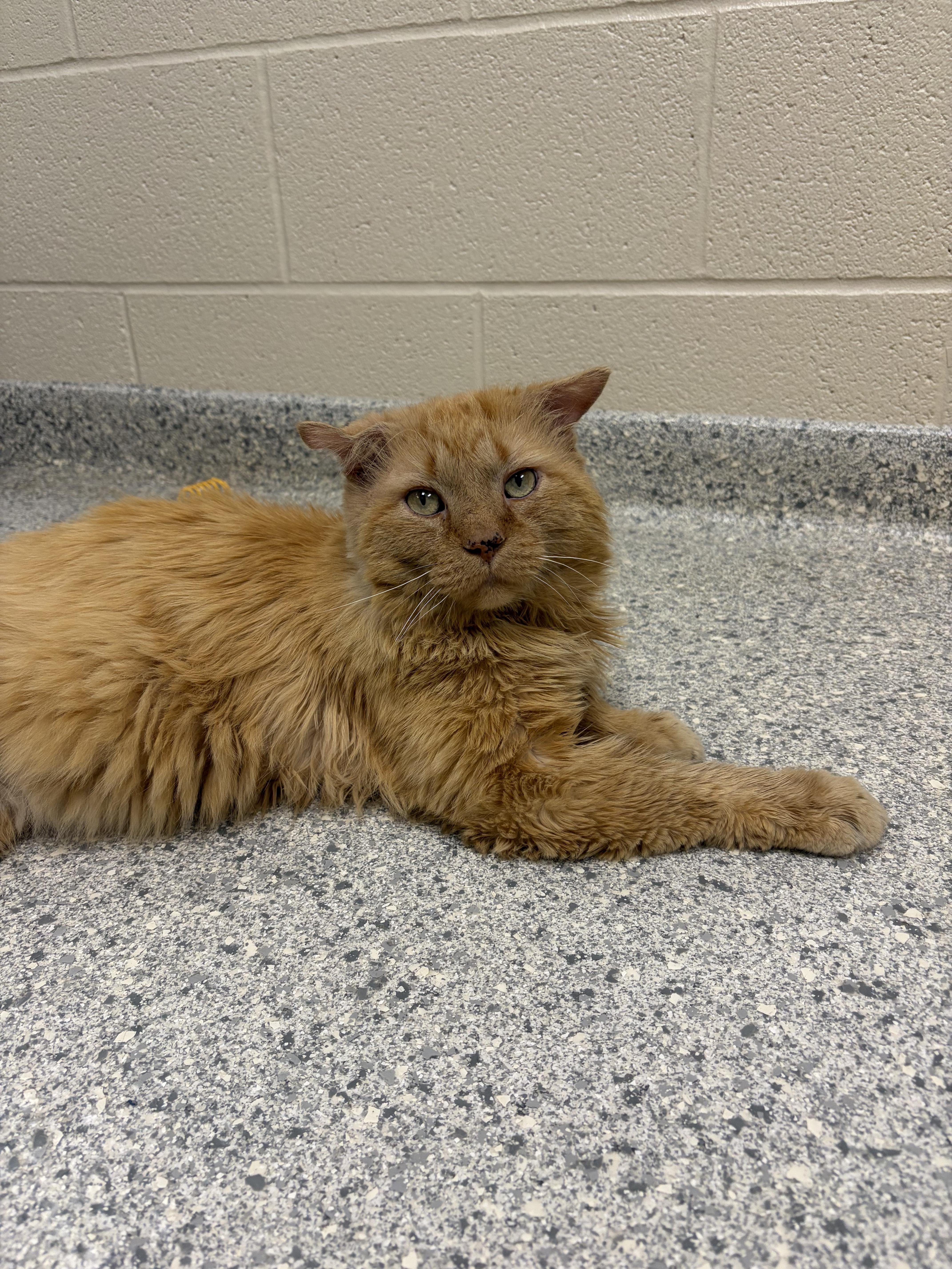 An adult medium-sized male Orange / Red Domestic Long Hair cat named Kion for adoption in Valparaiso, IN
