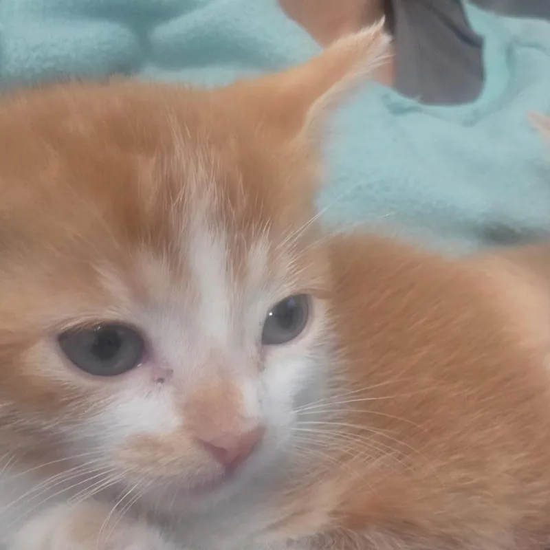 A baby small-sized female Orange / Red Domestic Short Hair cat named Wilma for adoption in Layton, UT