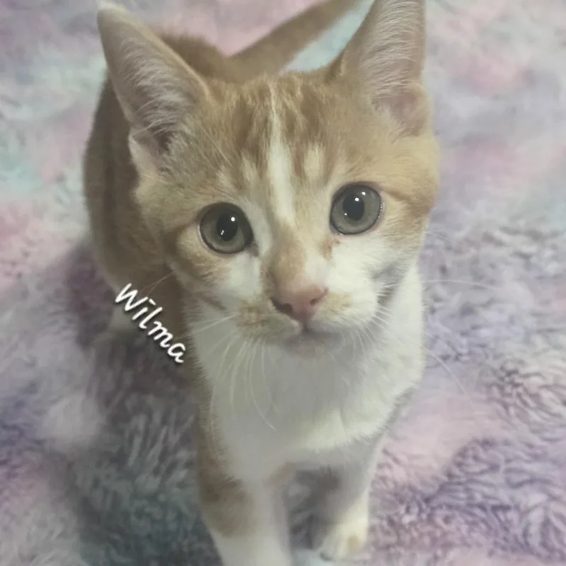 Wilma thumbnail 2