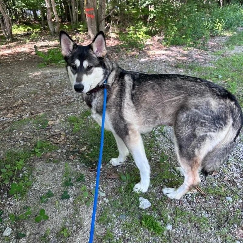 An adult large-sized female White / Cream Husky dog named Trouble for adoption in Conway, NH