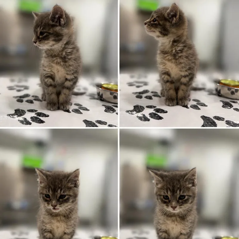 A baby small-sized female Gray / Blue / Silver Domestic Short Hair cat named Bee for adoption in St. Louis, MO