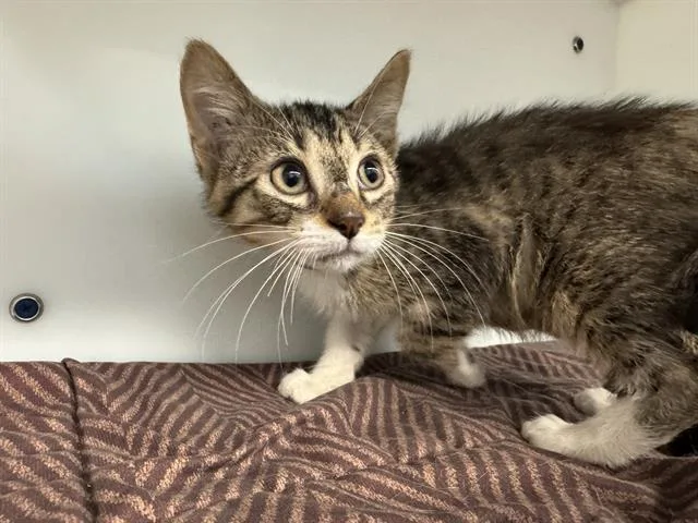 A baby small-sized male Domestic Short Hair cat named Otis for adoption in Peoria, IL