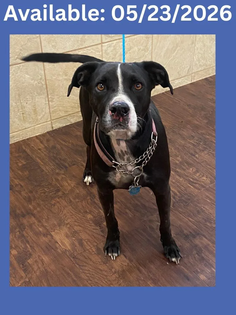 A young large-sized male Pit Bull Terrier dog named Dog Kennel  Frank for adoption in Greenville, TX