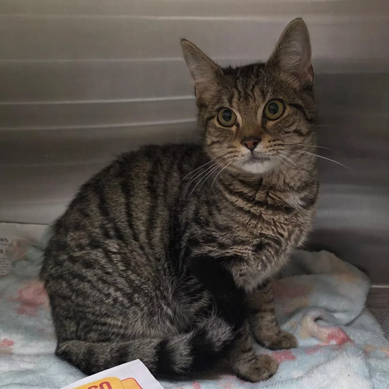 A young medium-sized male Domestic Short Hair cat named Feather Storm for adoption in Chatham, VA