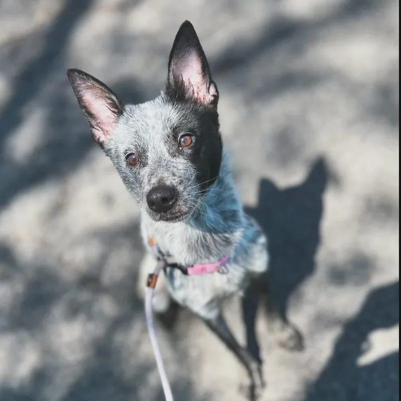 A baby medium-sized female Gray / Blue / Silver Australian Cattle Dog / Blue Heeler dog named Jasmine for adoption in West Falls, NY