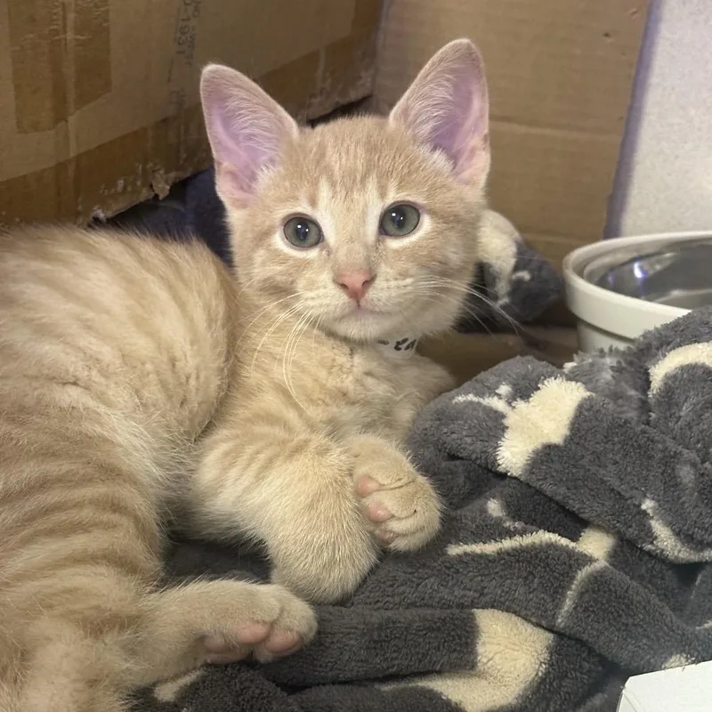 A baby small-sized male Buff / Tan / Fawn Domestic Short Hair cat named Leaf for adoption in Wantagh, NY