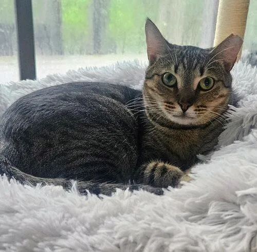 A young medium-sized female Tabby (Brown / Chocolate) Domestic Short Hair cat named Nancy Drew for adoption in Tampa, FL