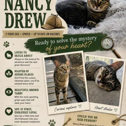 Nancy Drew thumbnail 5
