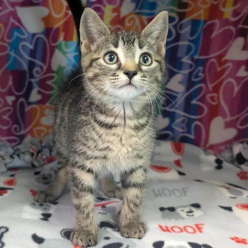A baby small-sized male Brown / Chocolate Domestic Short Hair cat named Oberyn for adoption in Naples, FL