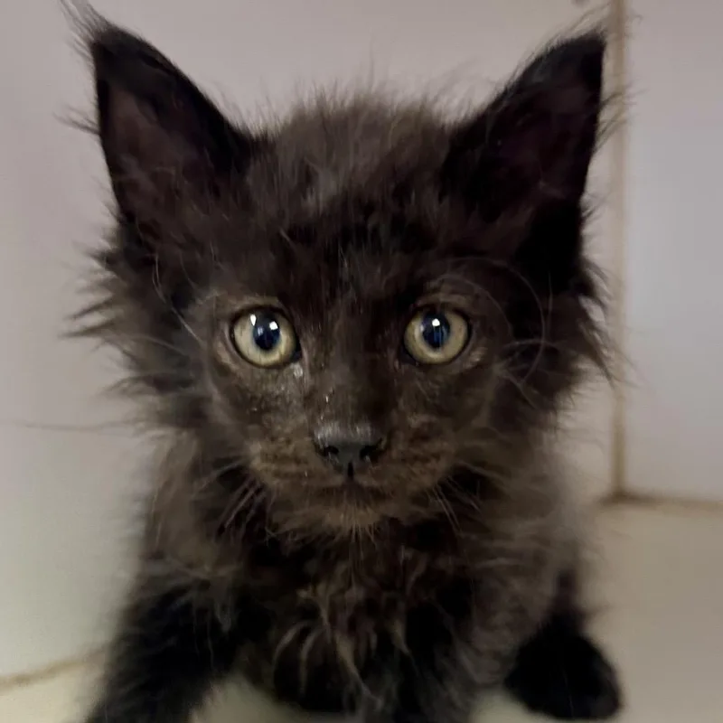 A baby small-sized female White Domestic Long Hair cat named Milk for adoption in St Joseph, MO