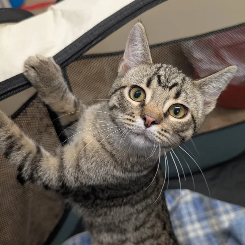 A baby small-sized female Brown / Chocolate Domestic Short Hair cat named Judy for adoption in Colorado Springs, CO