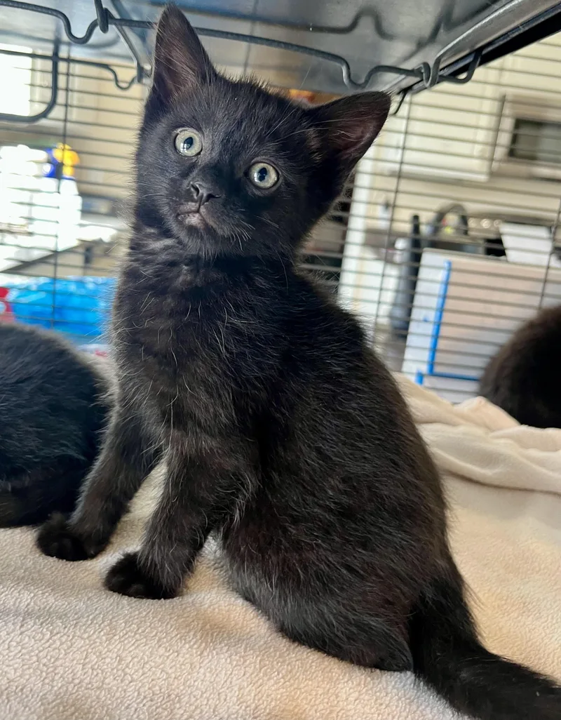 A baby medium-sized female Black Domestic Short Hair cat named Prozac for adoption in Seville, OH