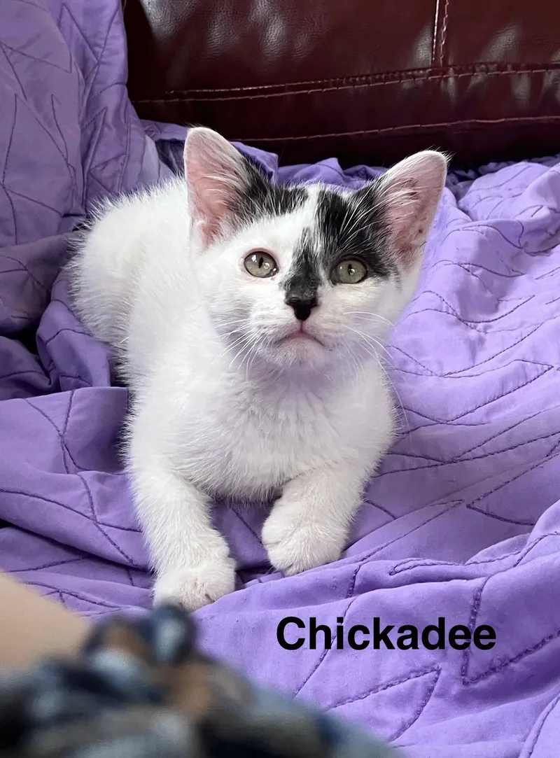 A baby small-sized male White Domestic Short Hair cat named Chickadee for adoption in Highland, IN