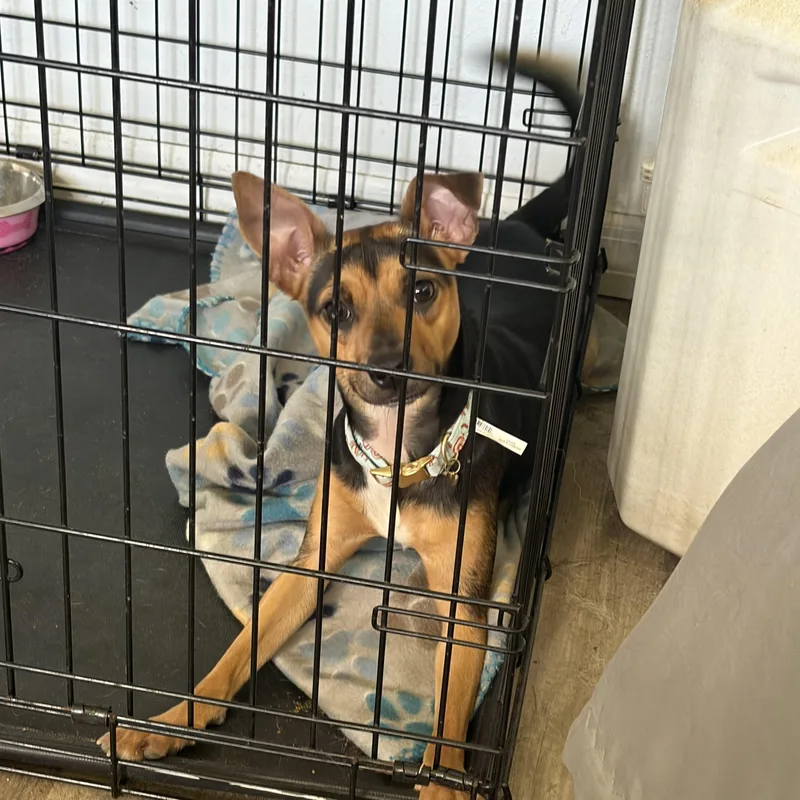 An adult small-sized female Tricolor (Brown, Black, & White) Miniature Pinscher dog named Amelia for adoption in Lorida, FL