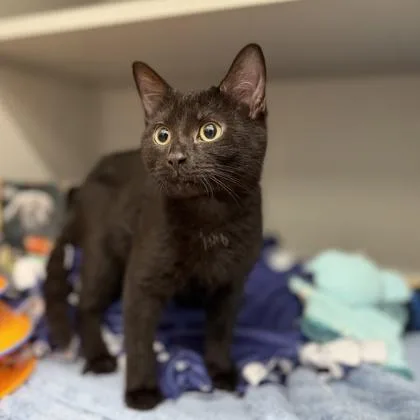 Georgie