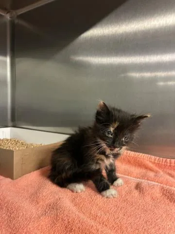 A baby small-sized female Domestic Medium Hair cat named Stella for adoption in San Martin, CA
