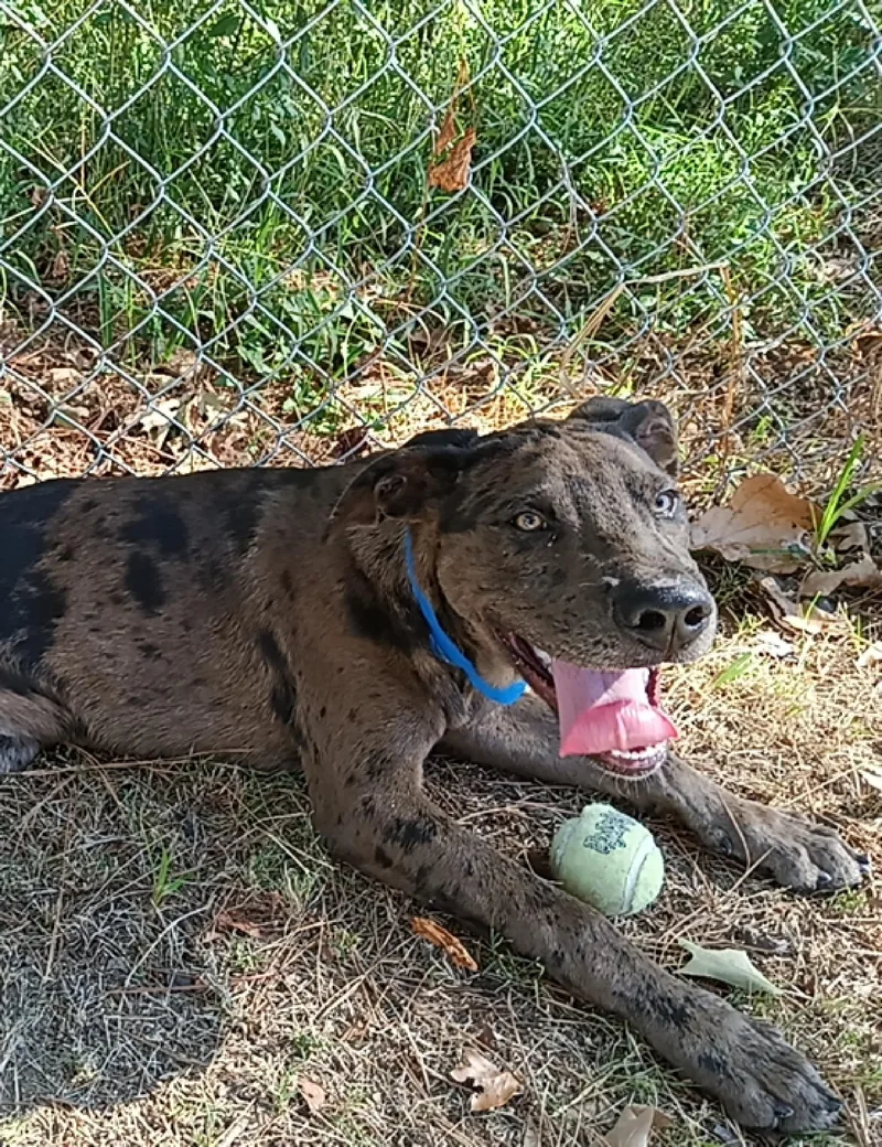 A young medium-sized male Catahoula Leopard Dog dog named Harold for adoption in North Little Rock, AR