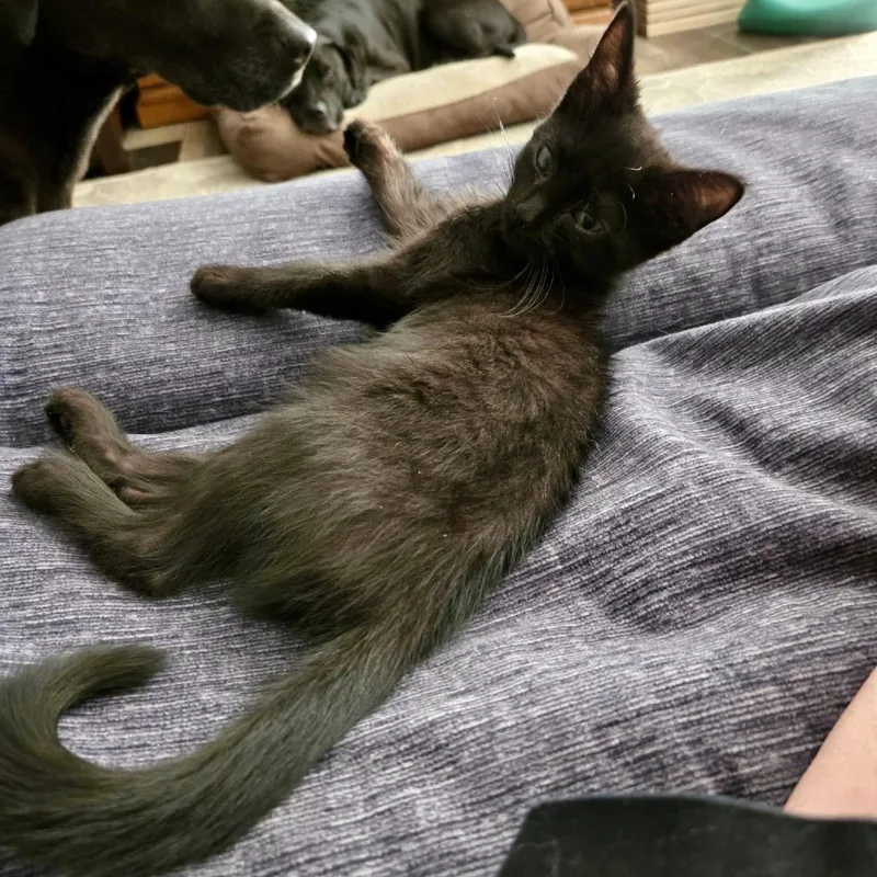 A baby small-sized female Black Domestic Short Hair cat named Samantha for adoption in Normal, IL