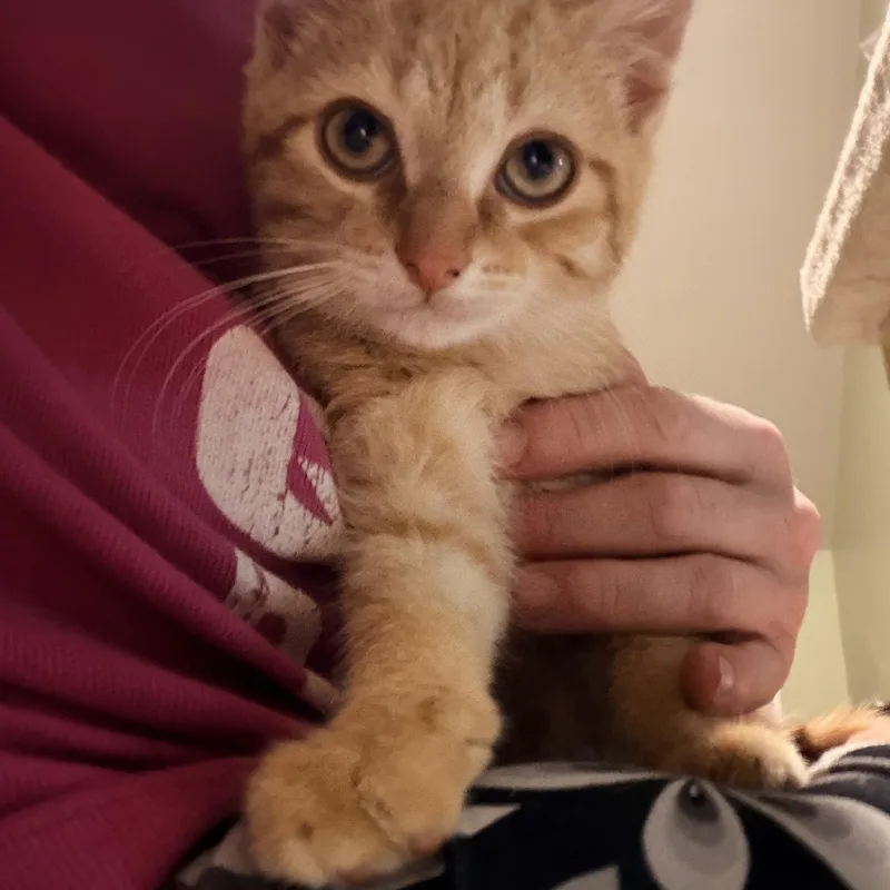A baby large-sized male Orange & White Tabby cat named Elmo for adoption in Newark valley, NY