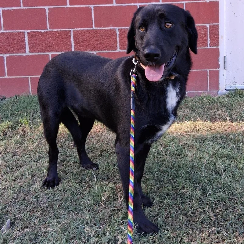 An adult medium-sized male Black Labrador Retriever dog named Ernie for adoption in Cabot, AR