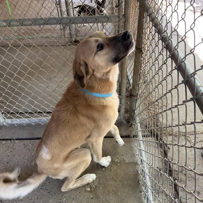 An adult large-sized male Apricot / Beige Mixed Breed dog named Lou for adoption in Columbus, GA