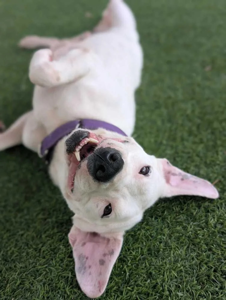 An adult medium-sized female White / Cream American Bulldog dog named Angel for adoption in Lakeland, FL