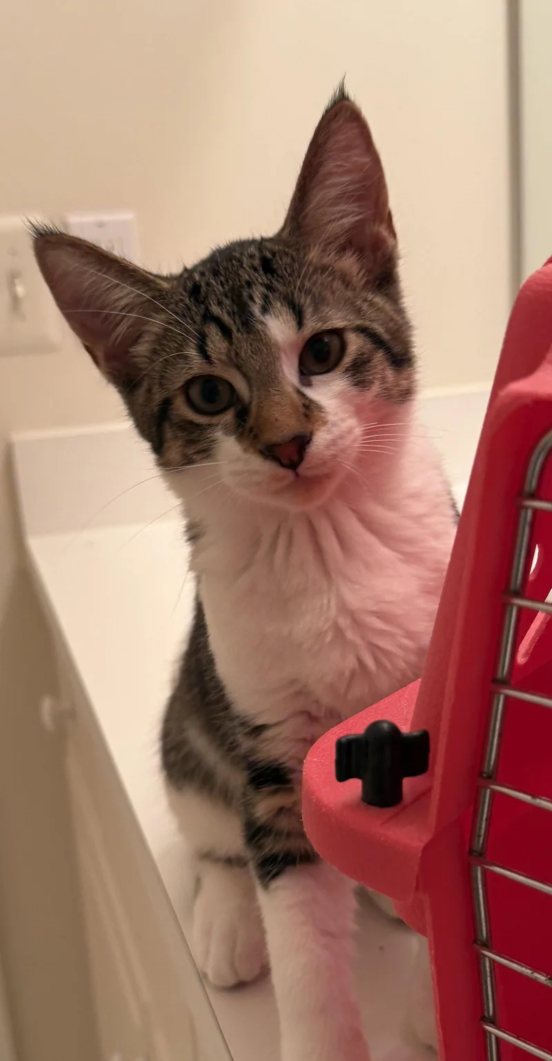 A baby medium-sized male Domestic Short Hair cat named Edgarr for adoption in Walled Lake, MI