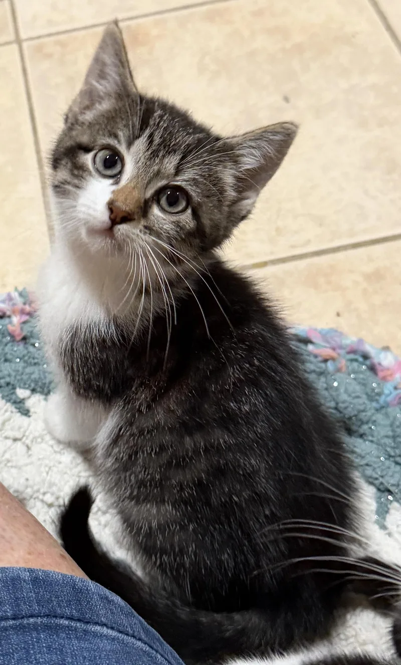A baby medium-sized female Tabby (Brown / Chocolate) Domestic Short Hair cat named Kara for adoption in East Hanover, NJ