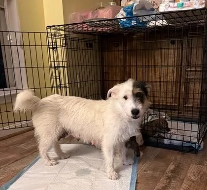 An adult small-sized female Tricolor (Brown, Black, & White) Schnauzer dog named Tristina Wvt for adoption in Missouri City, TX