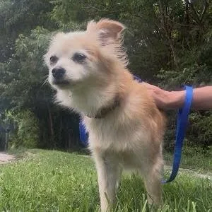 A senior small-sized female Yellow / Tan / Blond / Fawn Mixed Breed dog named Buttercup for adoption in Jeffersonville, IN