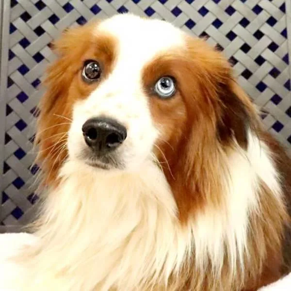 An adult small-sized male Shetland Sheepdog / Sheltie dog named Samson for adoption in Midland, TX
