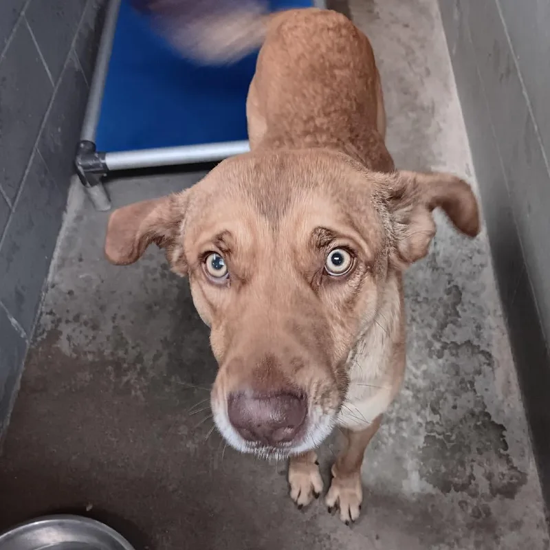 An adult large-sized male Red / Chestnut / Orange Shepherd dog named Duke for adoption in Pittsburg, KS