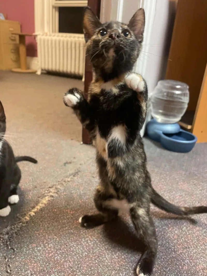 A young medium-sized female Tortoiseshell Domestic Short Hair cat named Enalapril for adoption in Penfield, NY