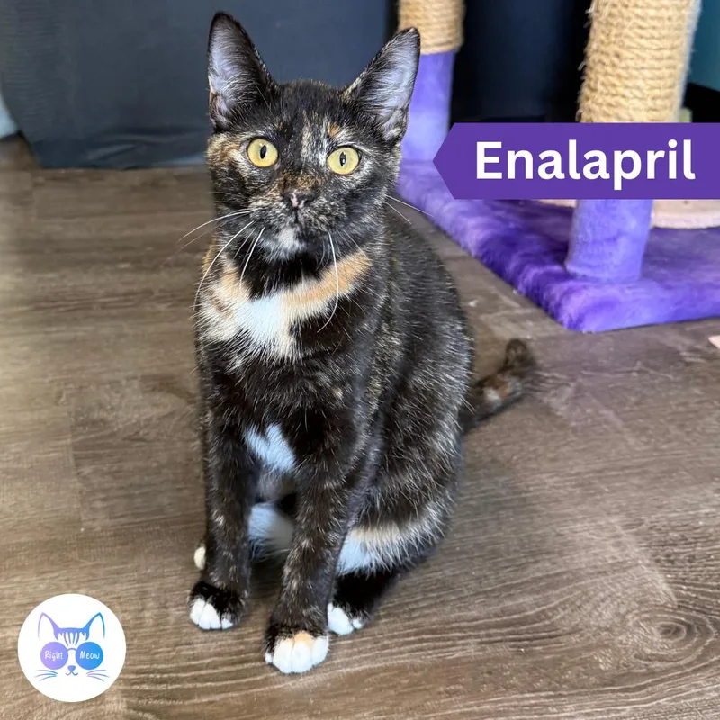 Enalapril thumbnail 2