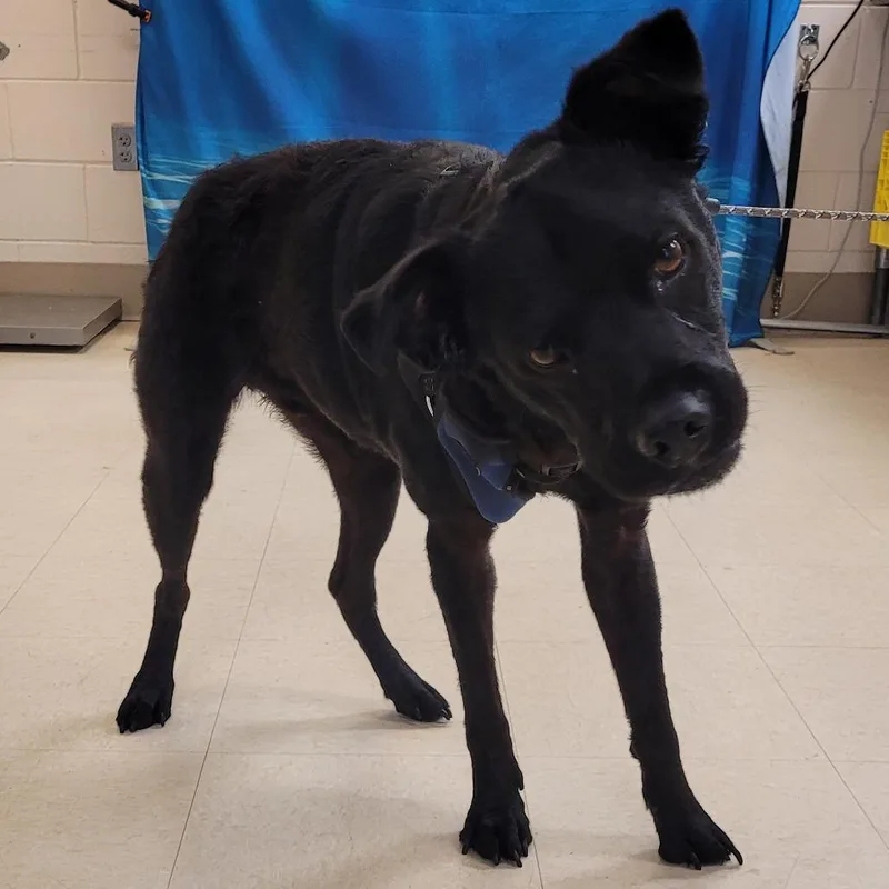 An adult medium-sized male Black Mixed Breed dog named Cheech for adoption in Lake Panasoffkee, FL