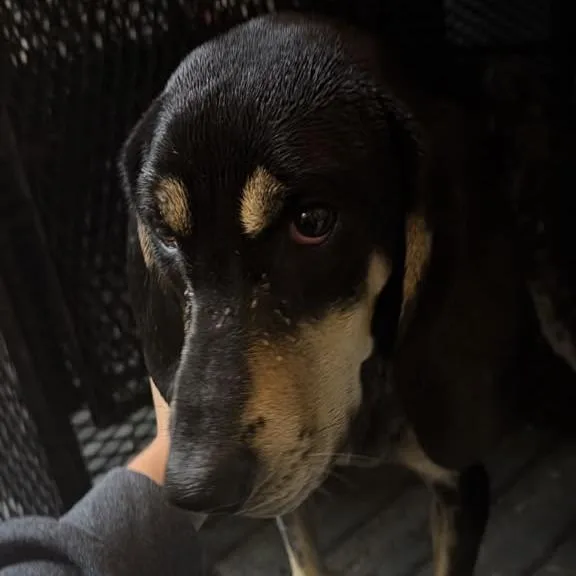 An adult medium-sized female Black Bluetick Coonhound dog named Sage for adoption in Gadsden, AL