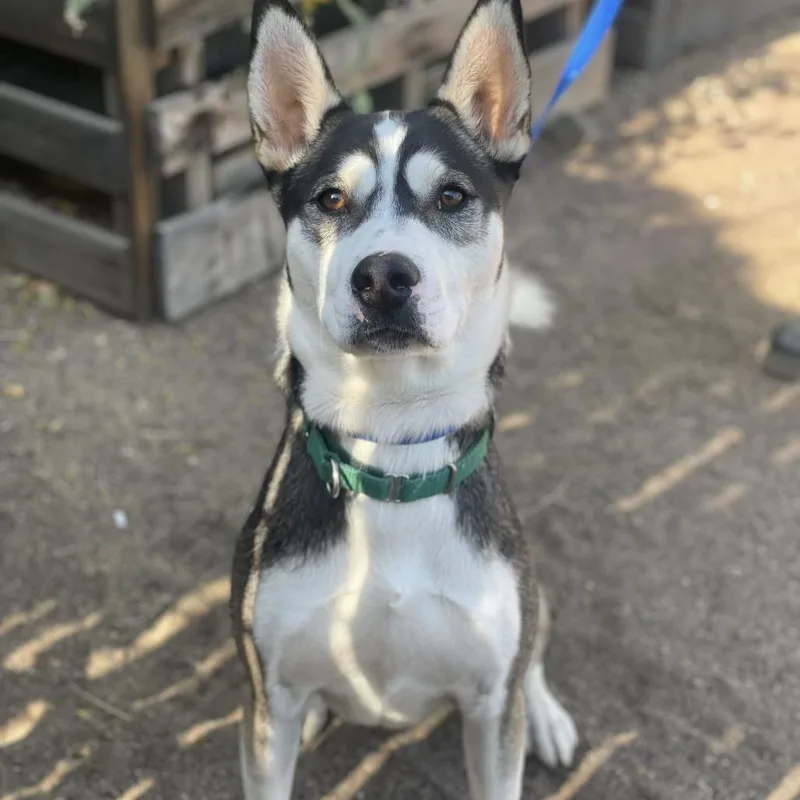 An adult medium-sized male Black Husky dog named Milo for adoption in Riverside, CA
