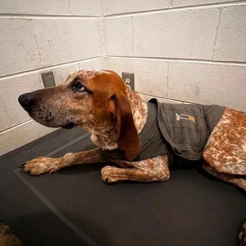 An adult medium-sized female Red / Chestnut / Orange Redbone Coonhound dog named Sweet Pea for adoption in Eufaula, AL