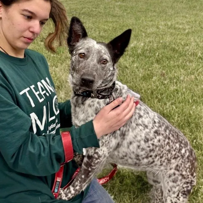 An adult medium-sized female White / Cream Australian Cattle Dog / Blue Heeler dog named April for adoption in Point Richmond, CA