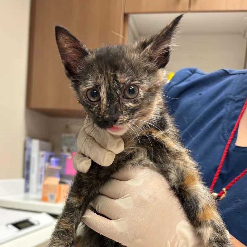 A baby small-sized female Tortoiseshell Domestic Short Hair cat named Norway for adoption in Reno, NV