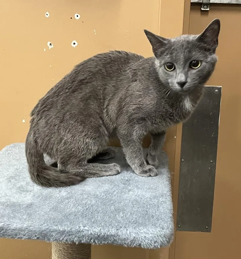 A young medium-sized female Gray / Blue / Silver Domestic Short Hair cat named Luna Cw for adoption in Greenville, SC